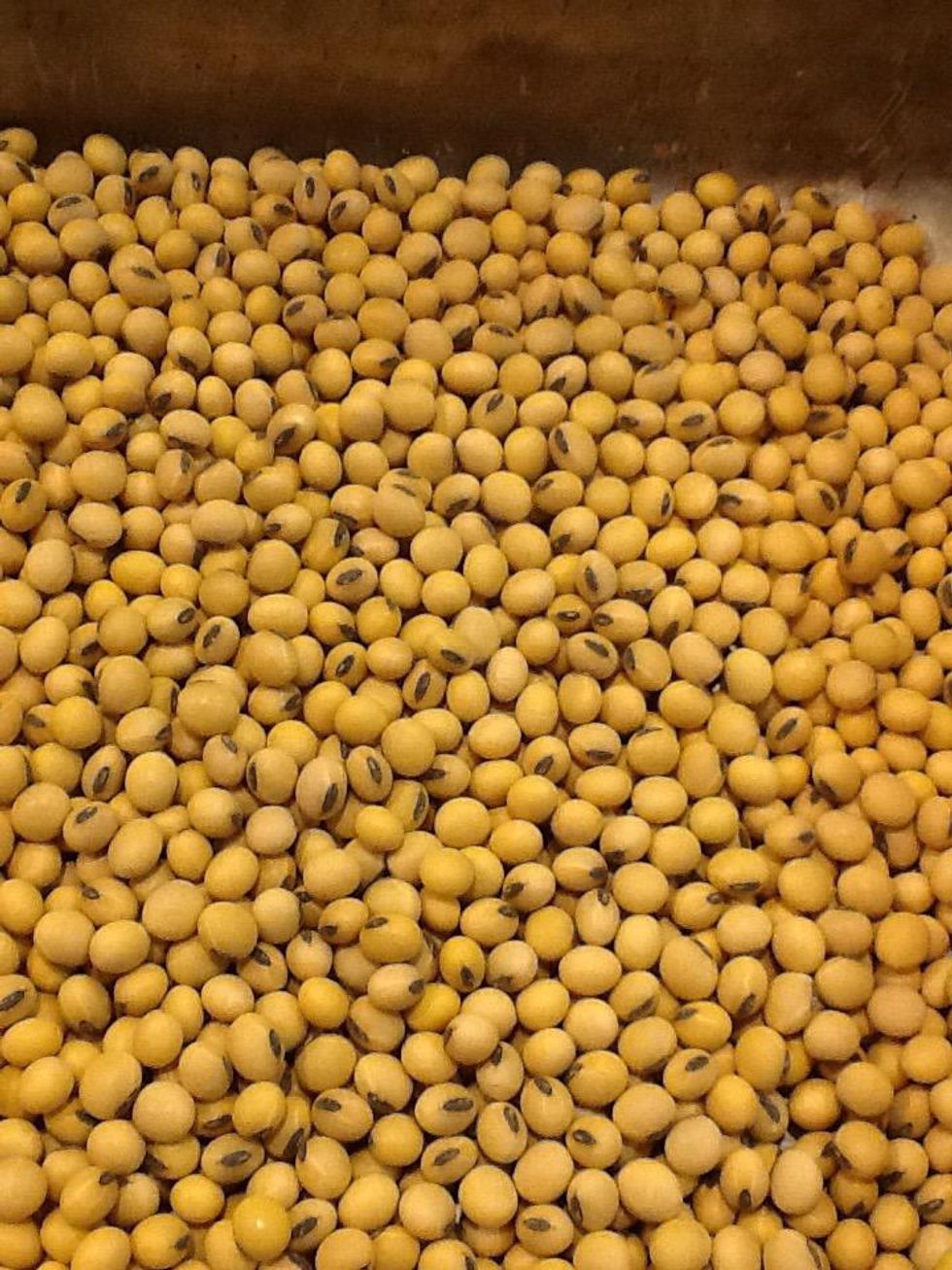 How to Prepare a Soybean Sample for Show. B+C Guides