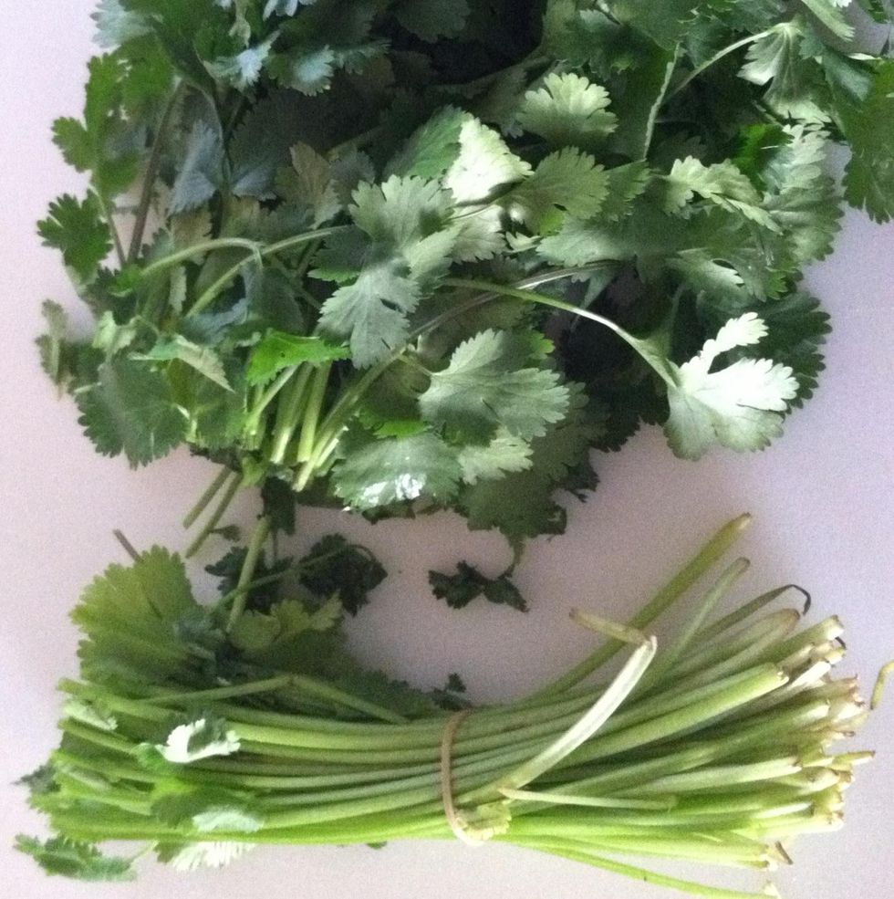 How to make cilantro last longer B+C Guides