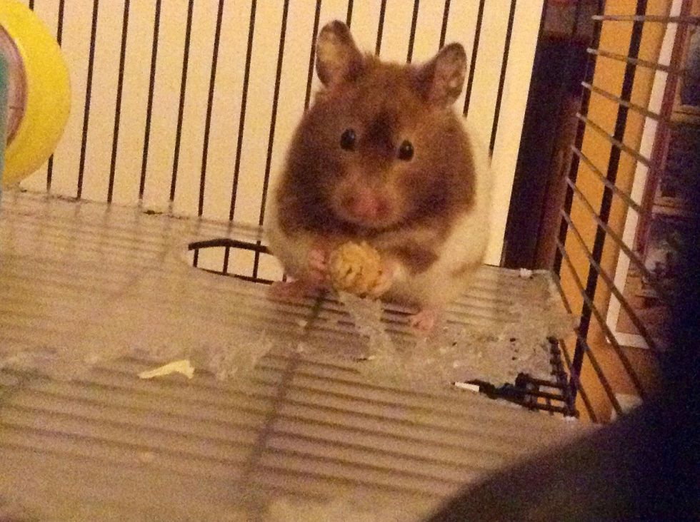 How to make hamster treats - B+C Guides