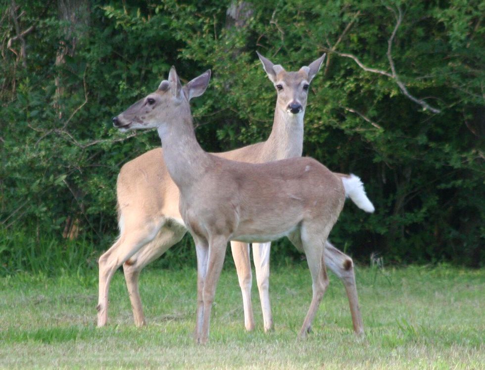 How to deer proof your raised garden - B+C Guides
