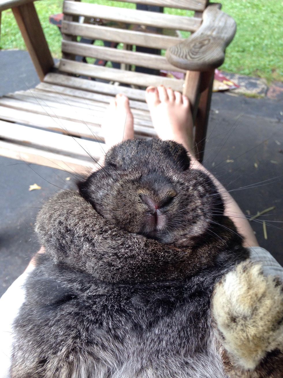 How to give a bunny a bath B+C Guides