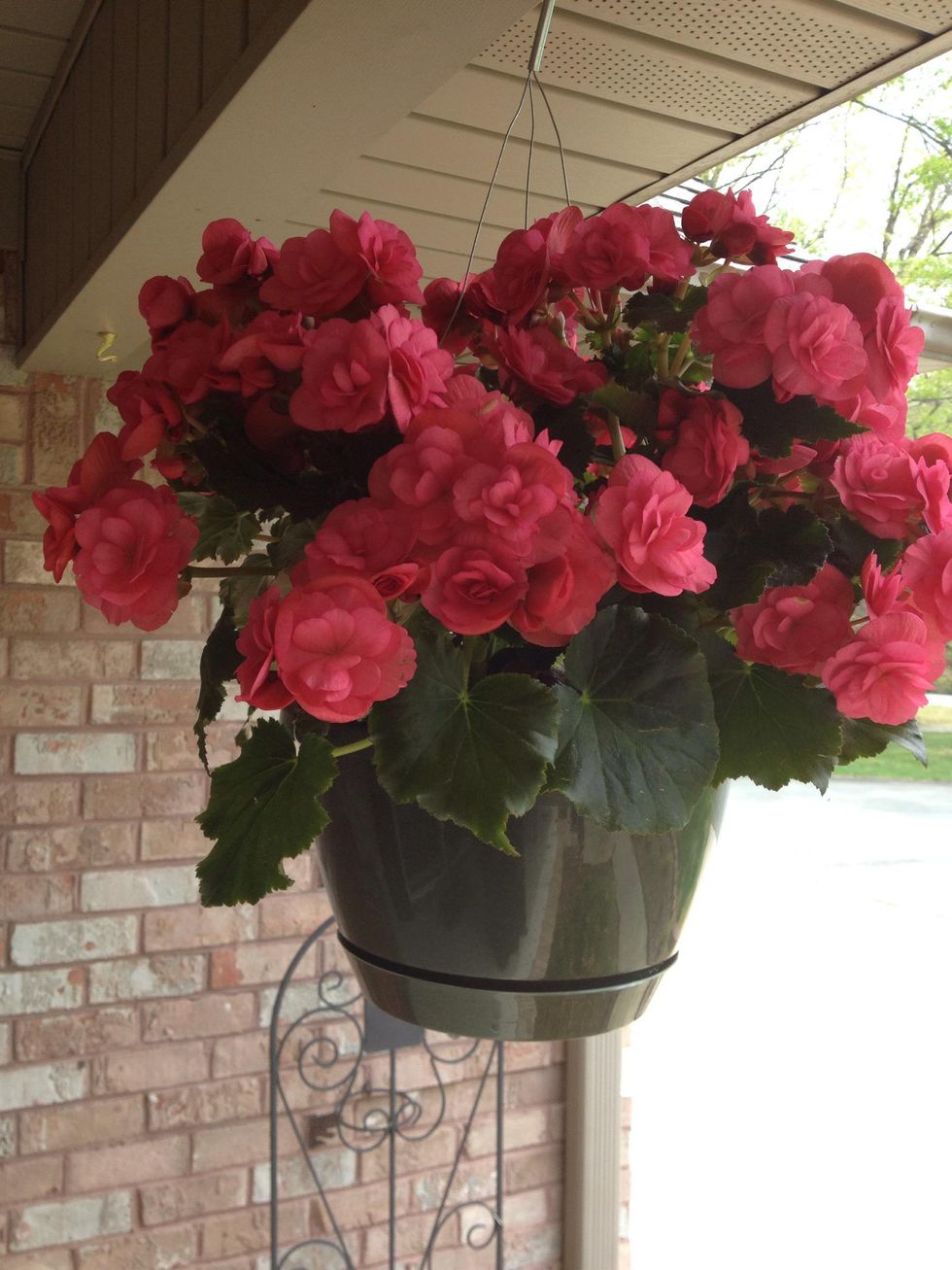 How to keep birds from nesting in your hanging plants B+C Guides