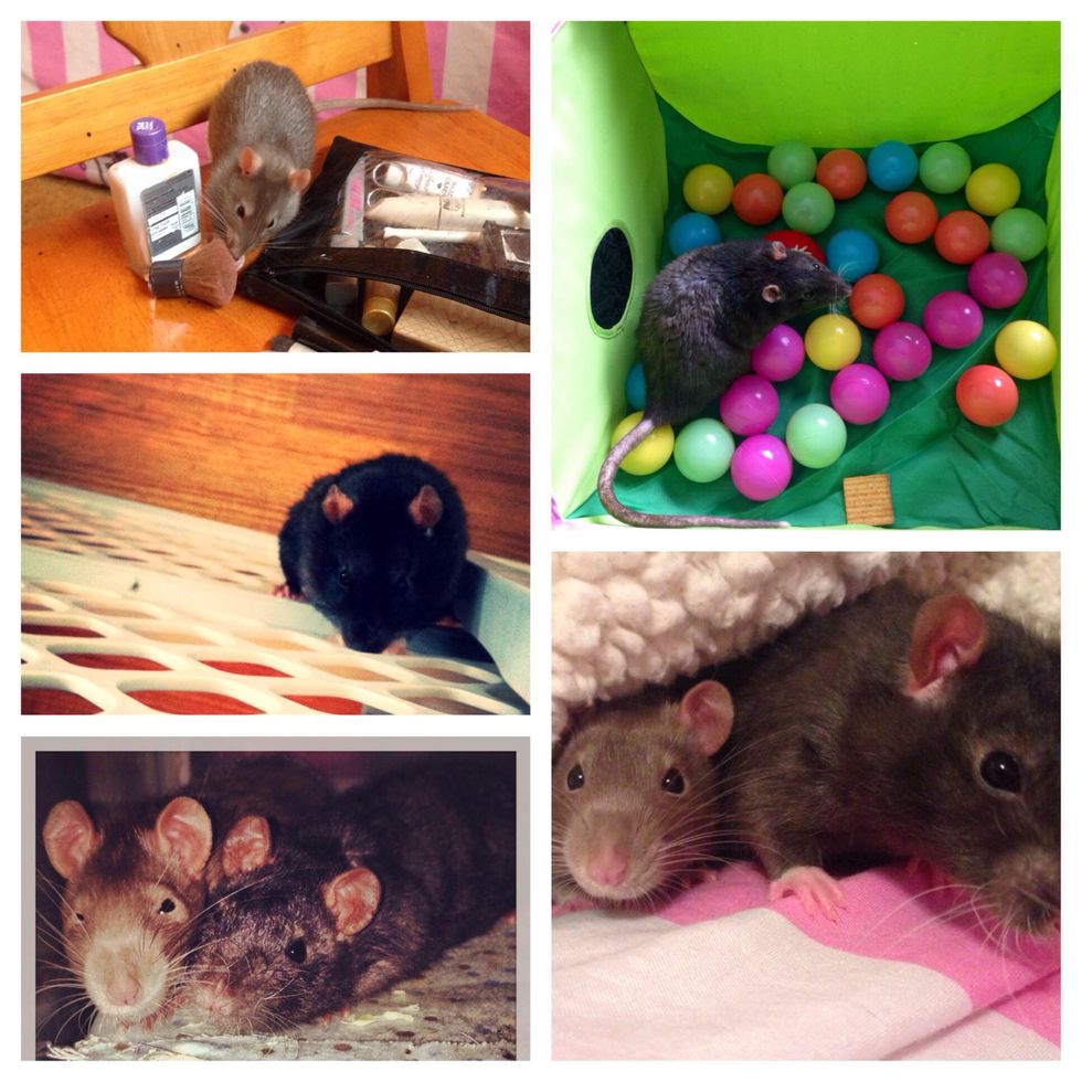 How to raise a pet rat and gain their trust B+C Guides