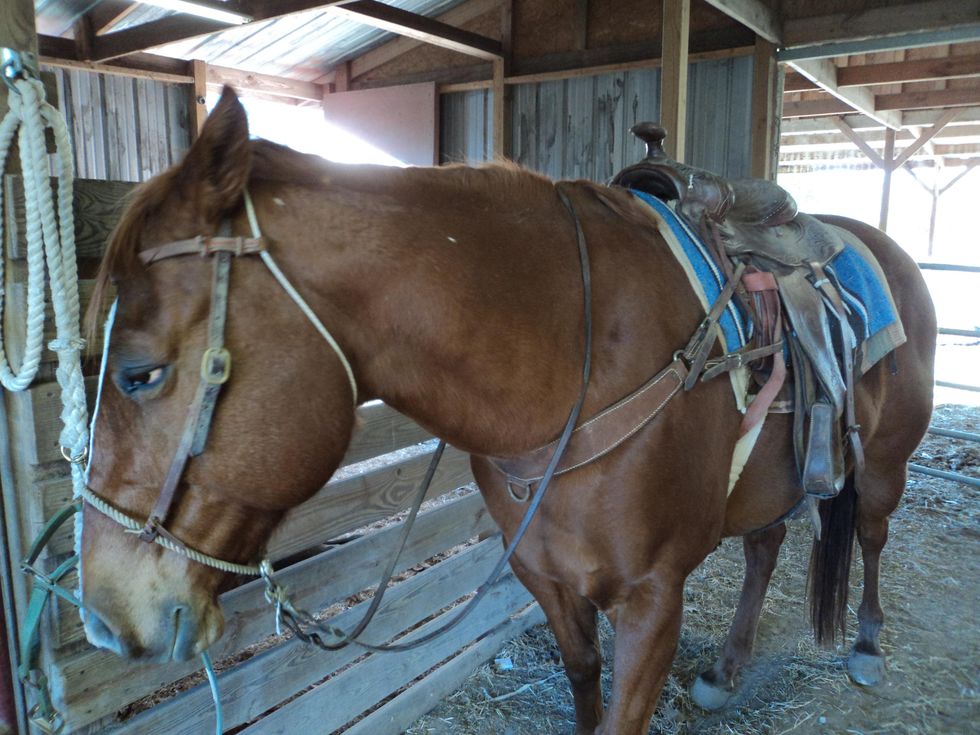 How to put tack on a horse B+C Guides