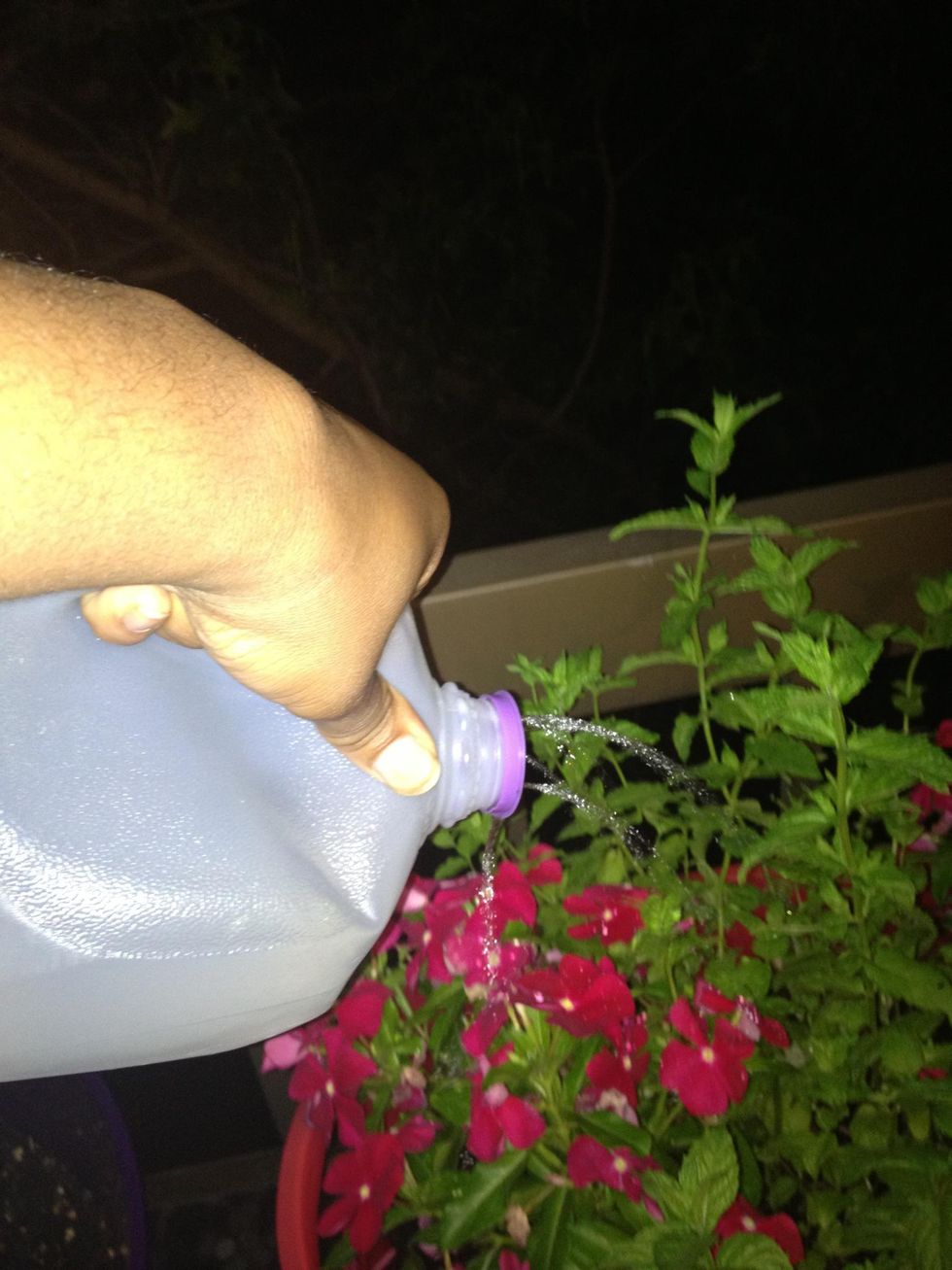 How to make a milk jug waterer B+C Guides