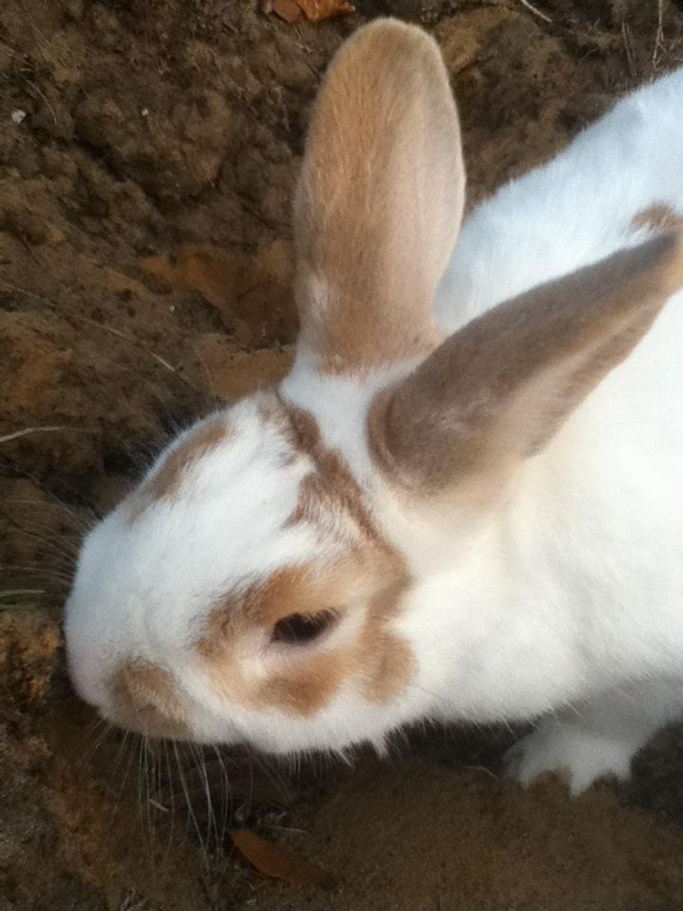 How to repel fleas on a rabbit naturally B+C Guides