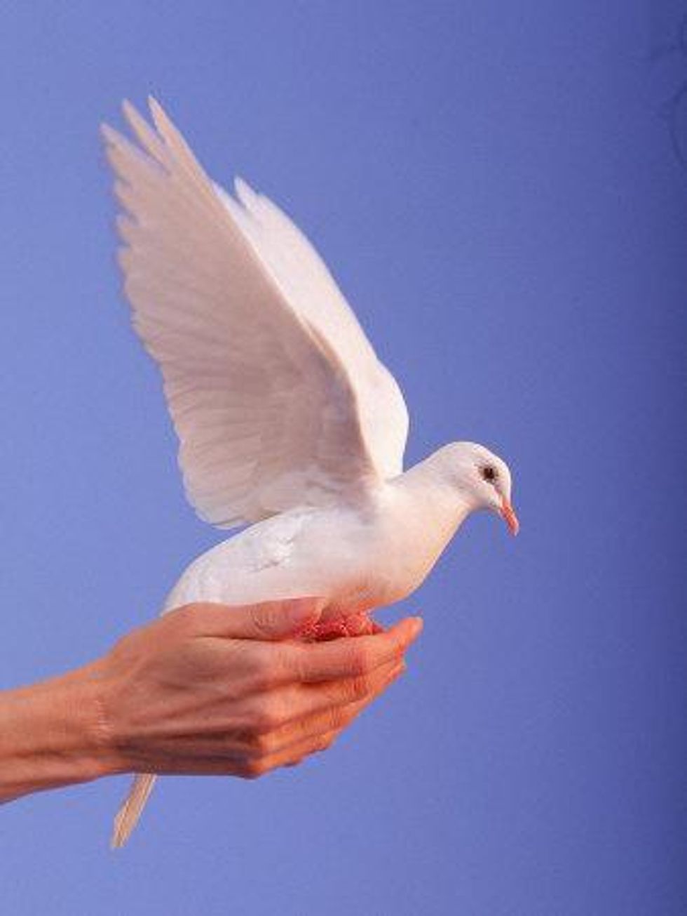 How to train a dove to come to you (basic training) B+C Guides