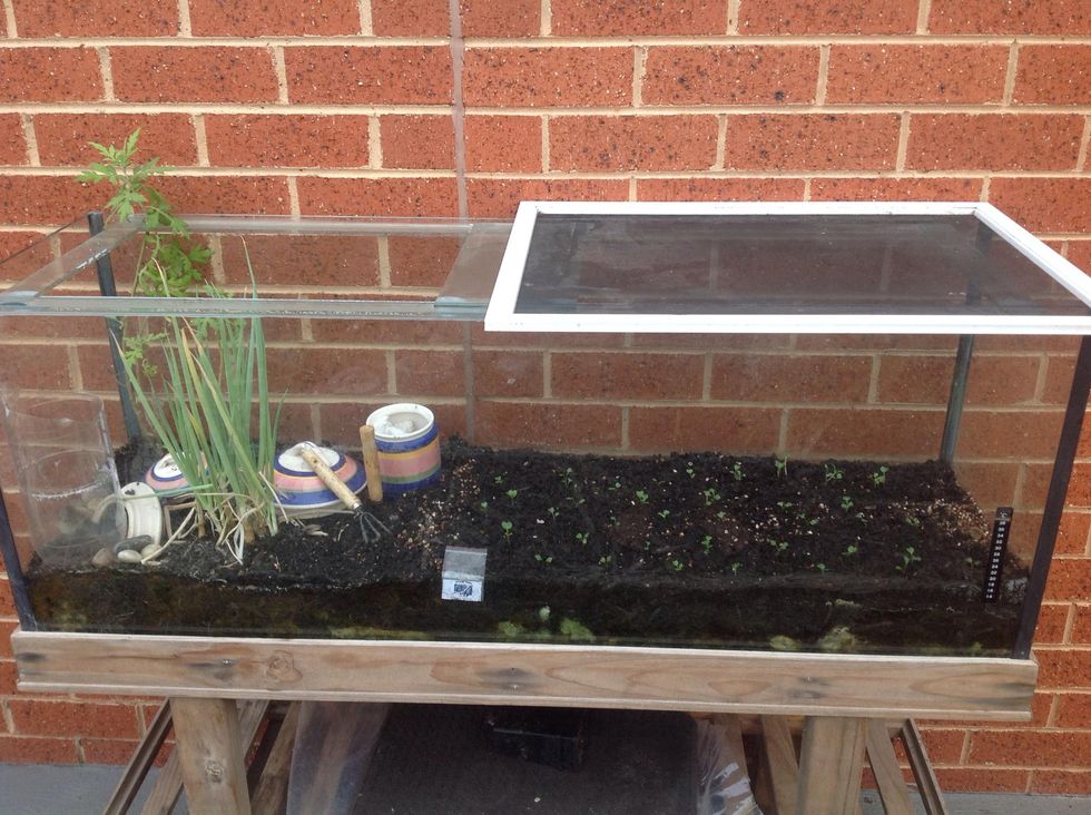 How to upcycle old fishtank into an outdoor terrarium B+C Guides