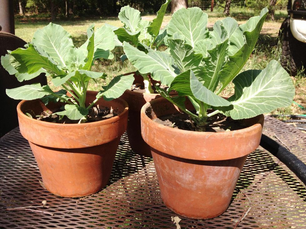 how-to-regrow-collard-greens-from-the-grocery-store-b-c-guides