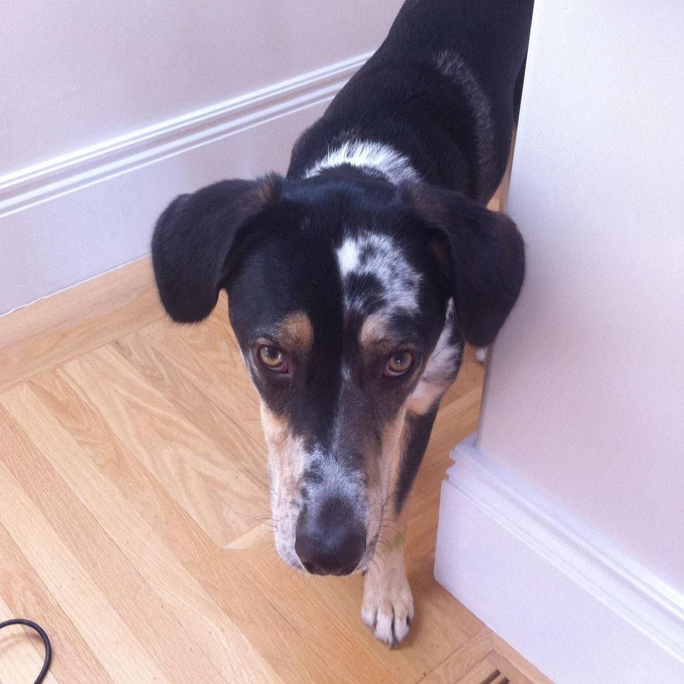 How to clean dog hair off hard wood floors B+C Guides