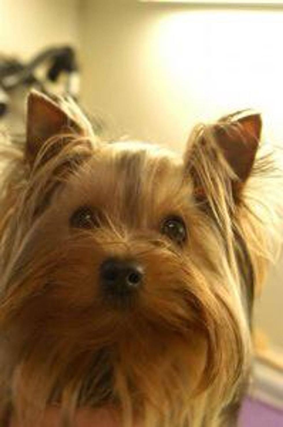 How To Cut Groom Yorkshire Terrier Ears B C Guides