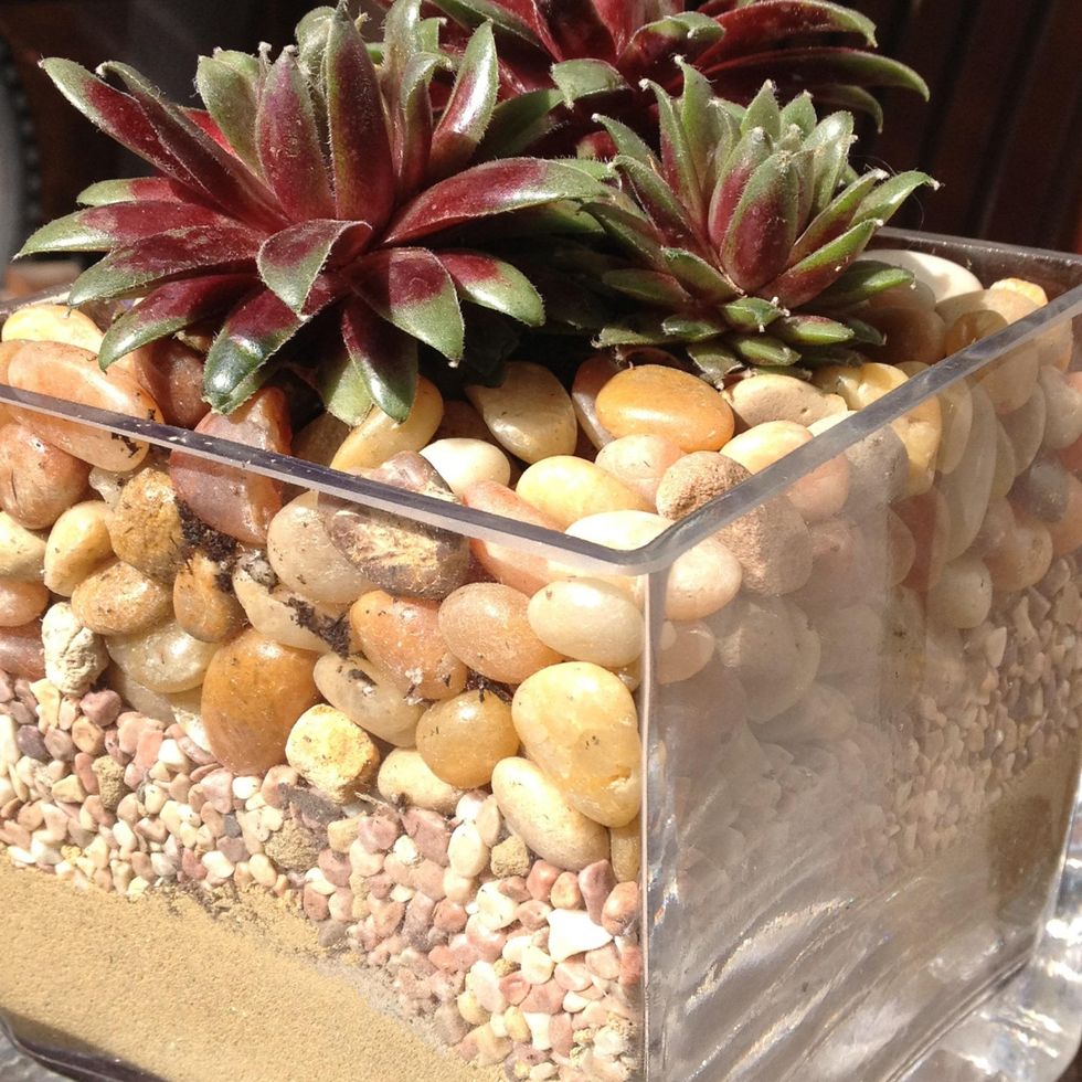 How to create a small succulent arrangement - B+C Guides