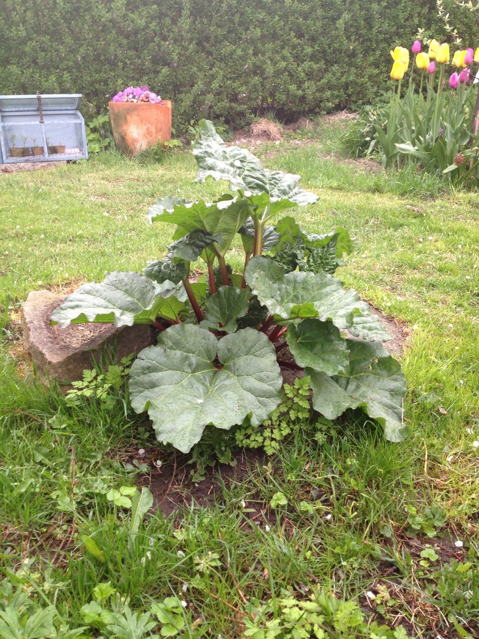 In a sad neglected corner of my garden, grows a small bunch of the best rhubarb in the world. If I try to weed or fertilise them they won't grow, they like to be left alone, so that is what I do.