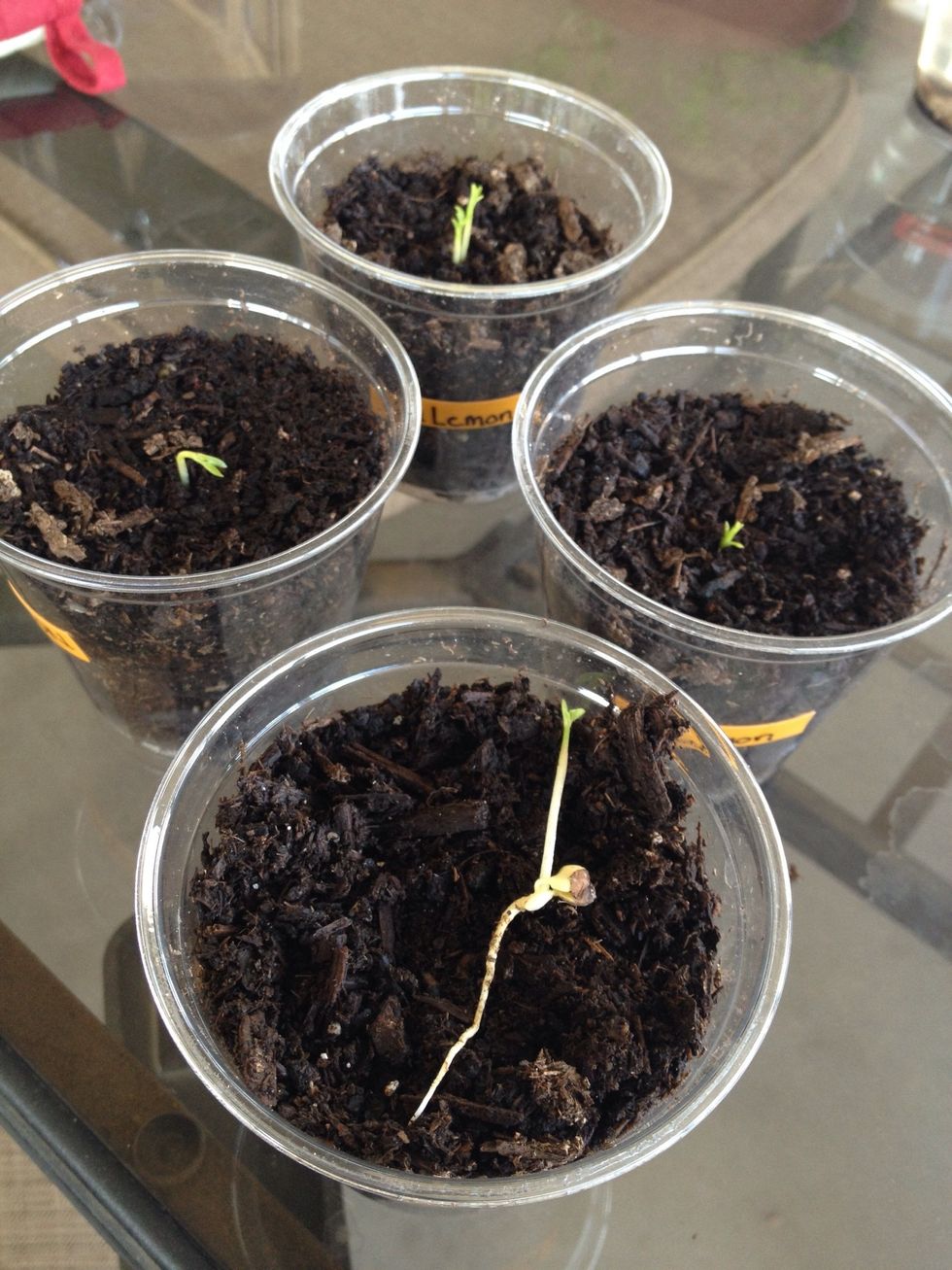 In just a few days your seeds will begin to sprout through the soil