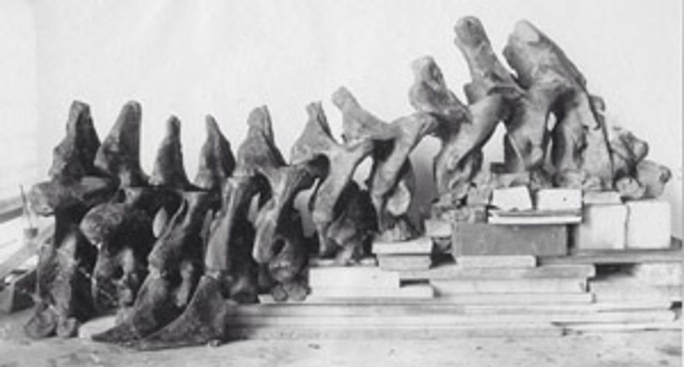 In my research I found this photo of a T-Rex spine. It seems to be very large what do you think would happen if dinosaurs where still alive?