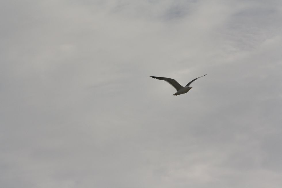 "In the face of a challenge, who do you choose to be?  The one who stalls and stagnates, or the one who flies free?"