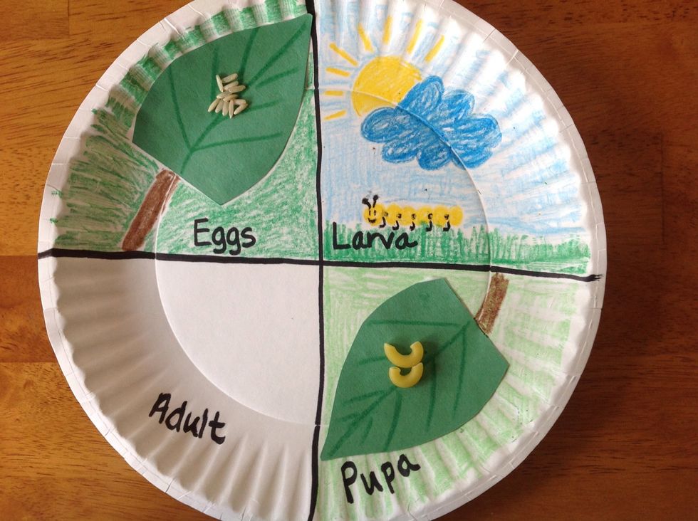 In the pupa section, color the background green. Glue the leaf with macaroni onto the plate and draw a stem.