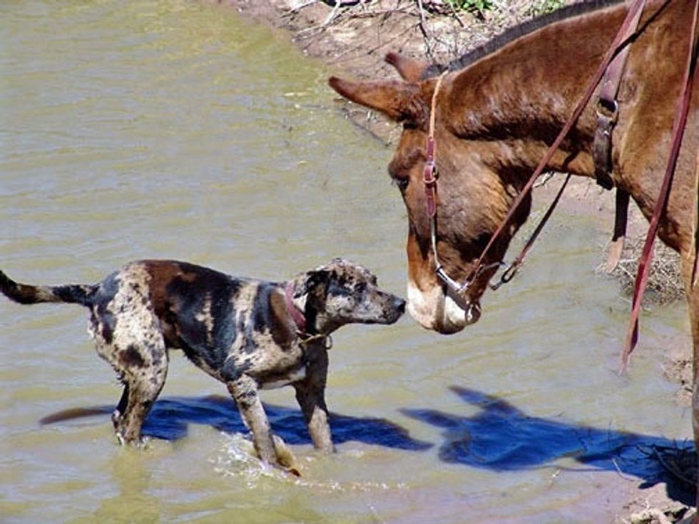in this picture my dog was really scared of our horse, but over time as we worked getting them closer or me working with the horse and my dog watching. They are now Best Friends