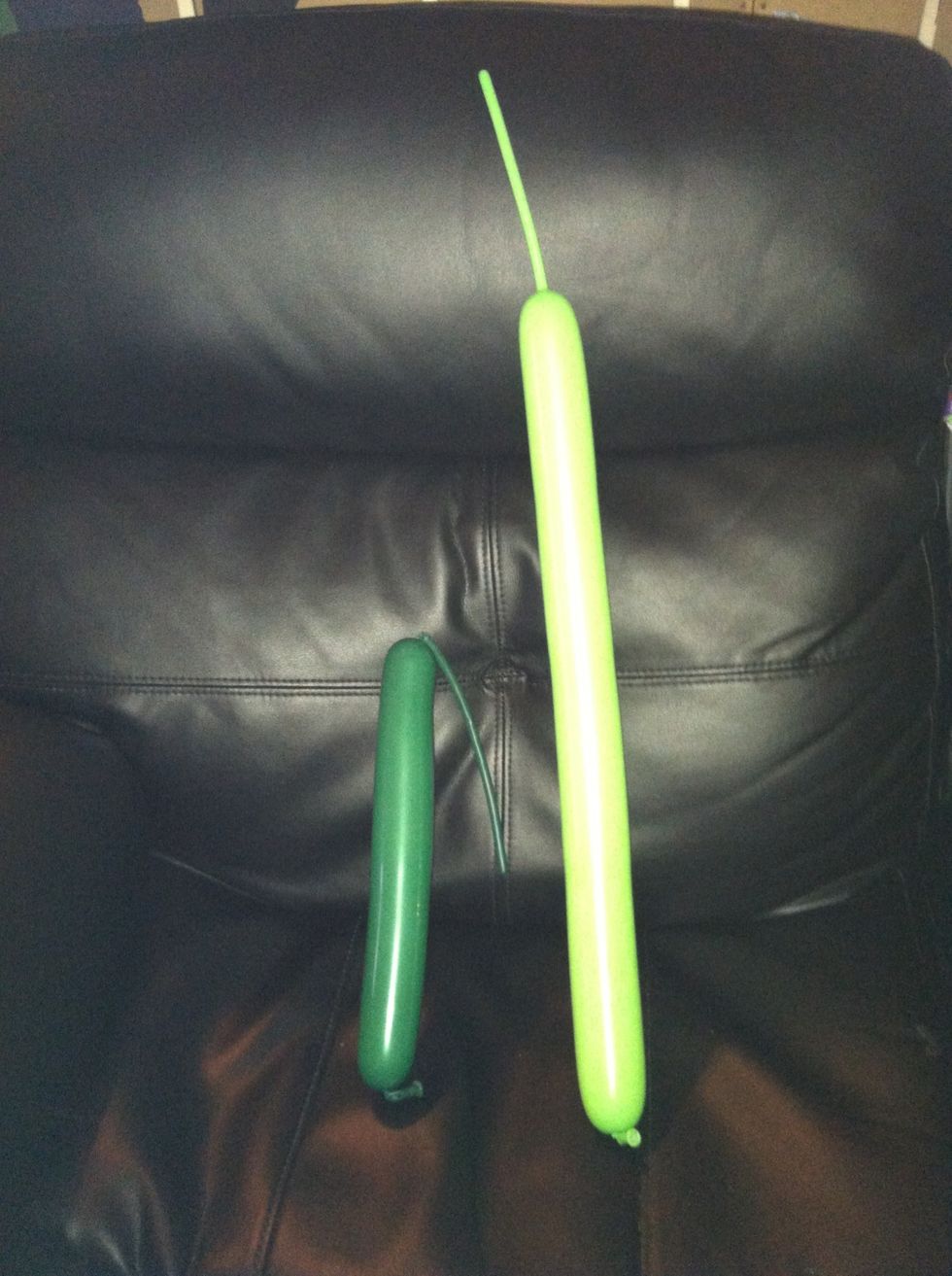 Inflate one balloon to approx 10" and tie off remaining balloon . Inflate second balloon to approx 22" (leaving approx 5" tail)