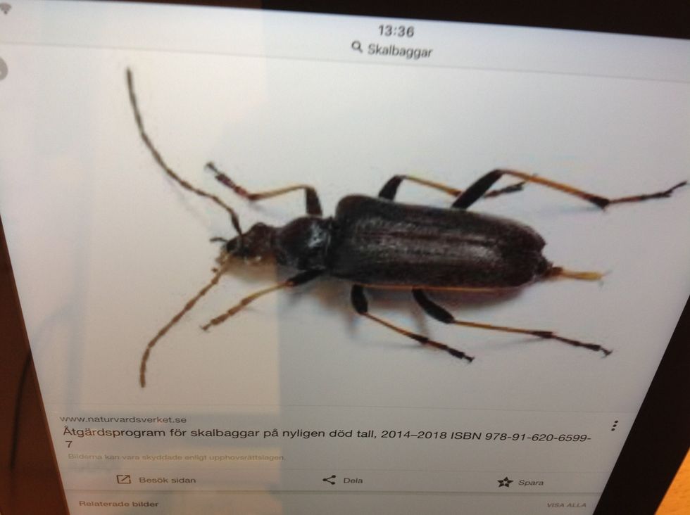 INSEKT = 6 ben, 3 kroppsdelar, antenner, eventuellt vingar.