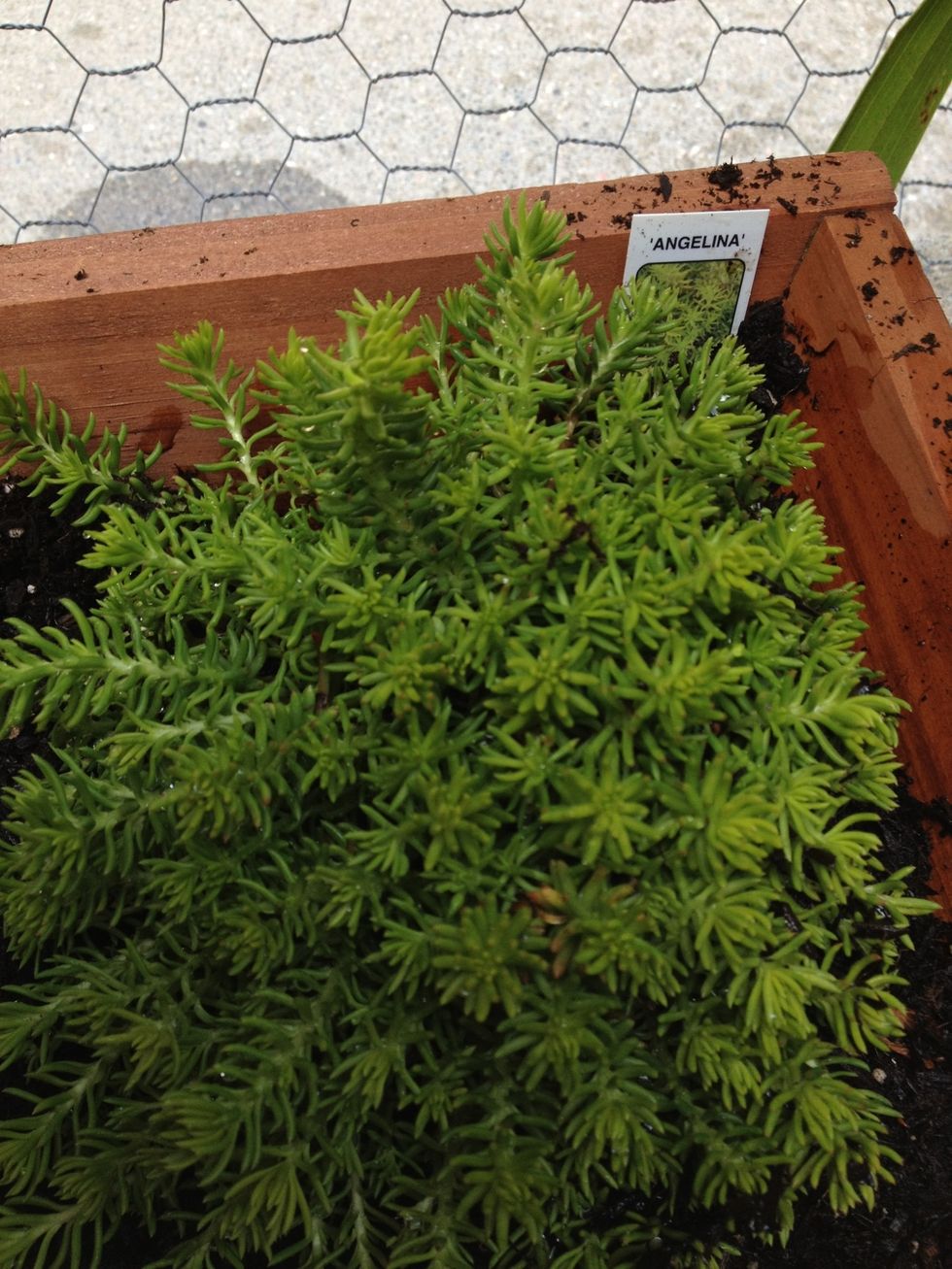 Insert labels next to each species if yours came with them. Since some of mine didn't come identified, I will do some research and make my own labels for them.