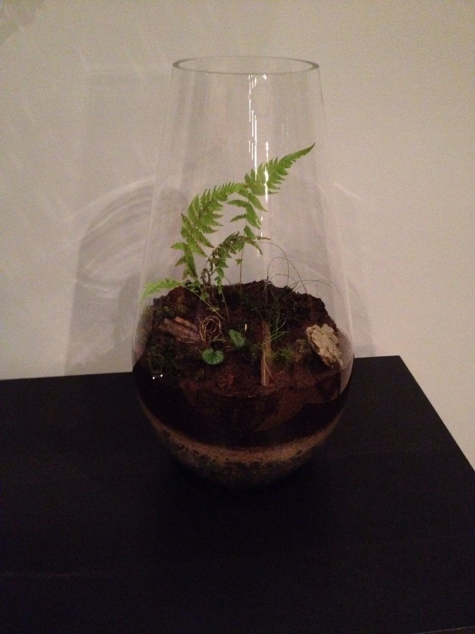 Insert plants and water lightly.   Don't put in direct light as glass will magnify and hurt plants.