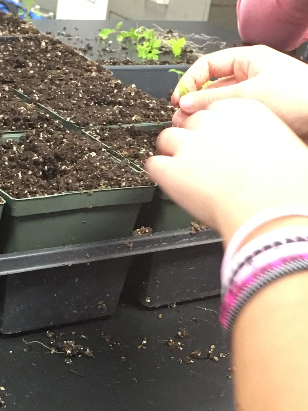 Insert seedling in the 4 inch pot by hold of the leaves, not the stem
