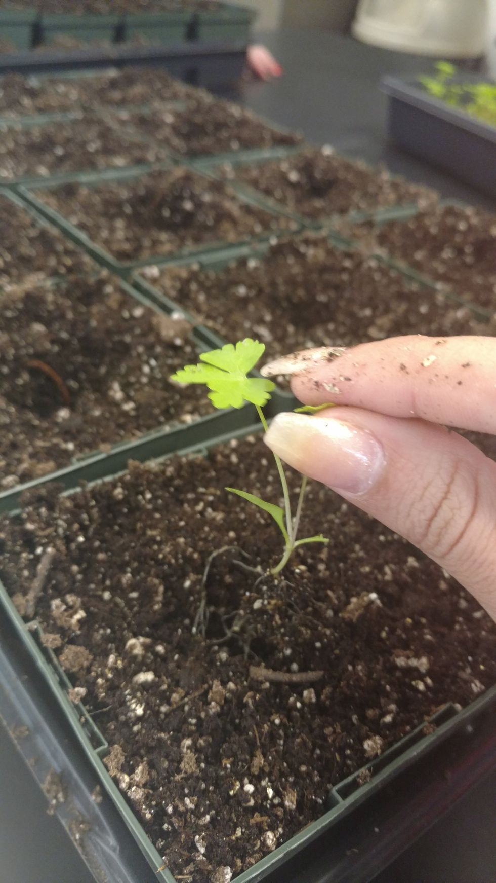 insert seedling in the 4" pot by holding the leaves, not the stem