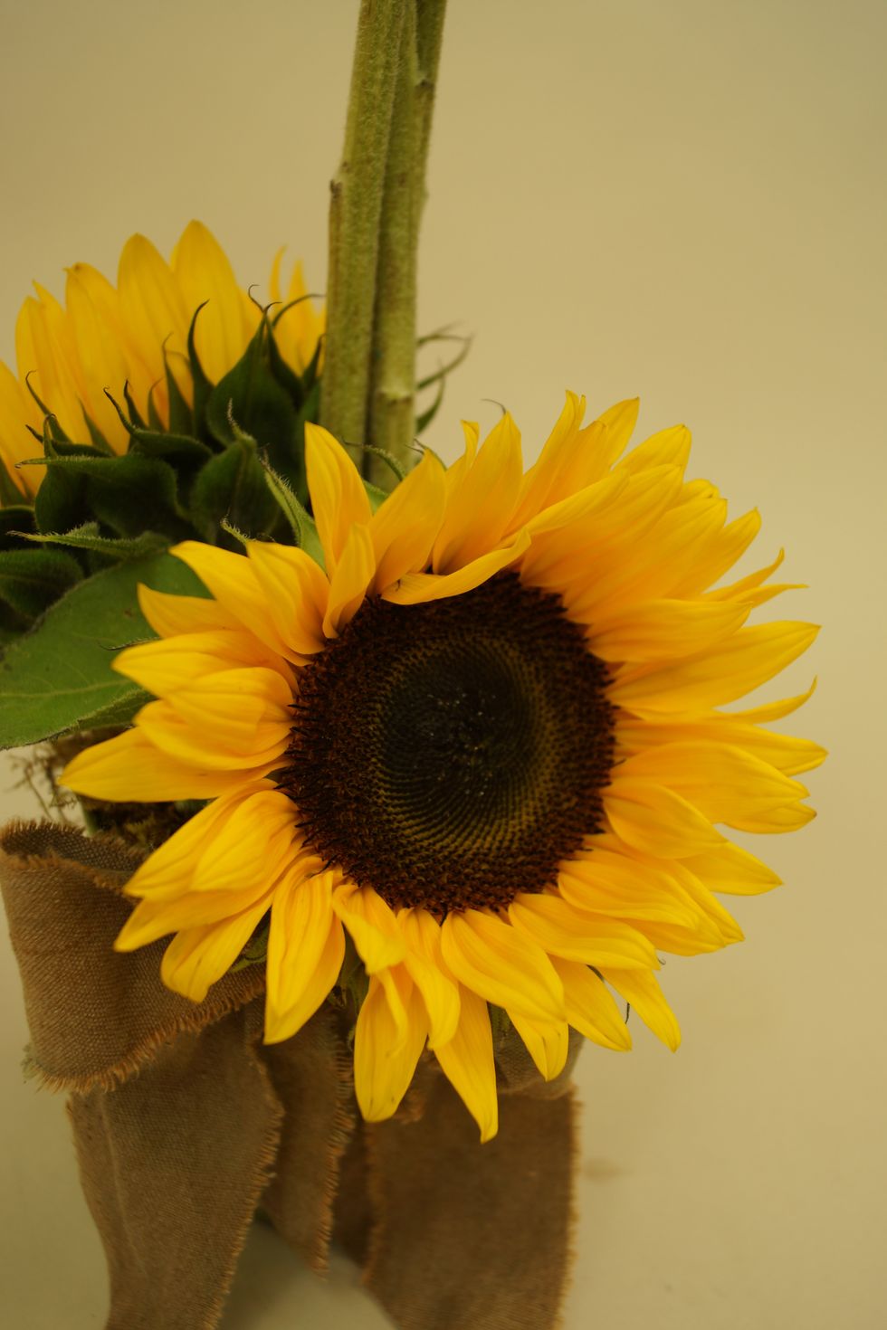 Insert sunflowers into foam