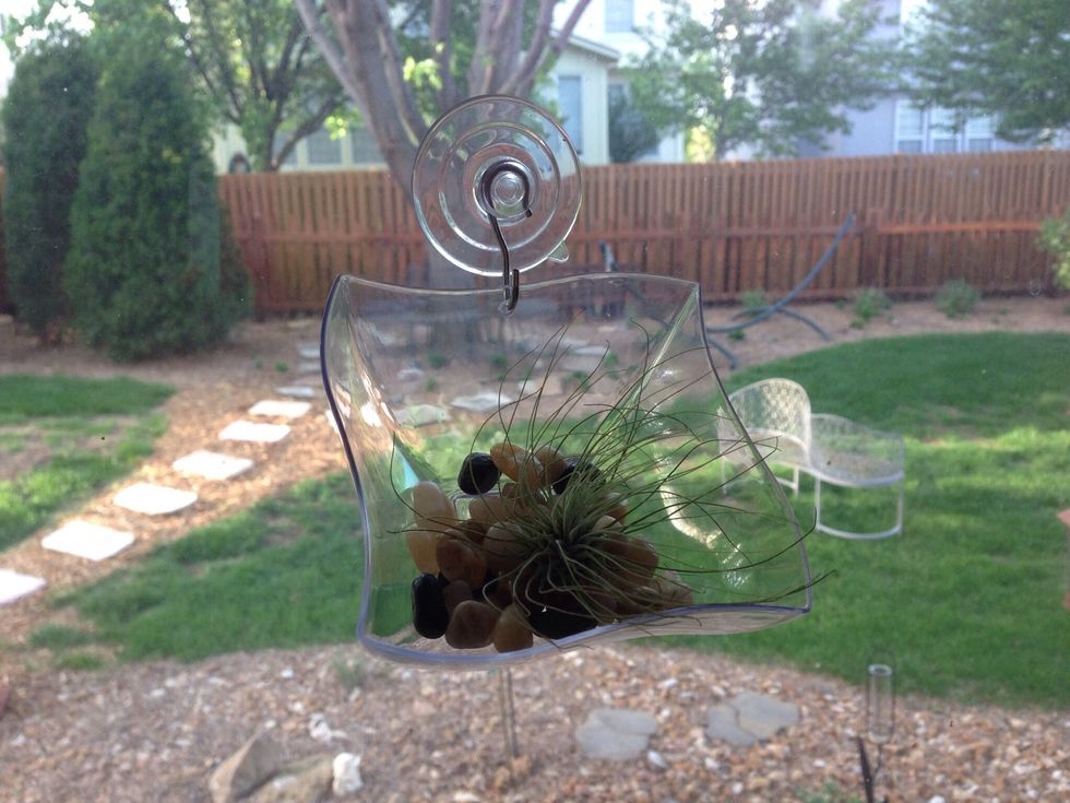 Insert the suction cup into the hole.  Fill the container with a small amount of filler and stick the suction cup on a solid surface such as a window or mirror.  Top it with your plant.