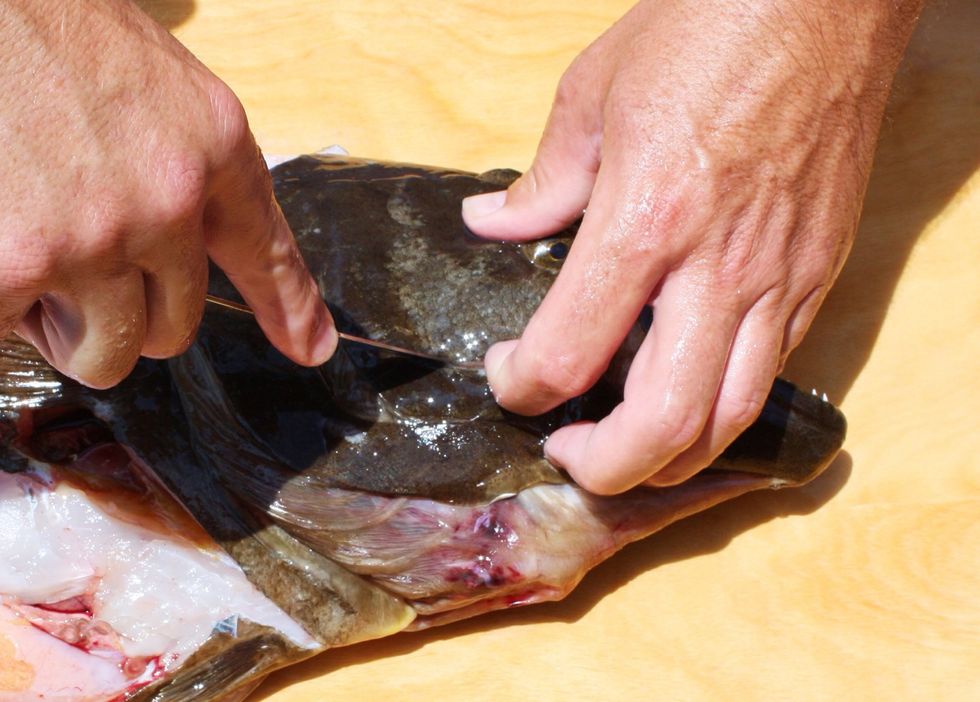 Insert the tip of your knife at the edge of the halibut cheek.