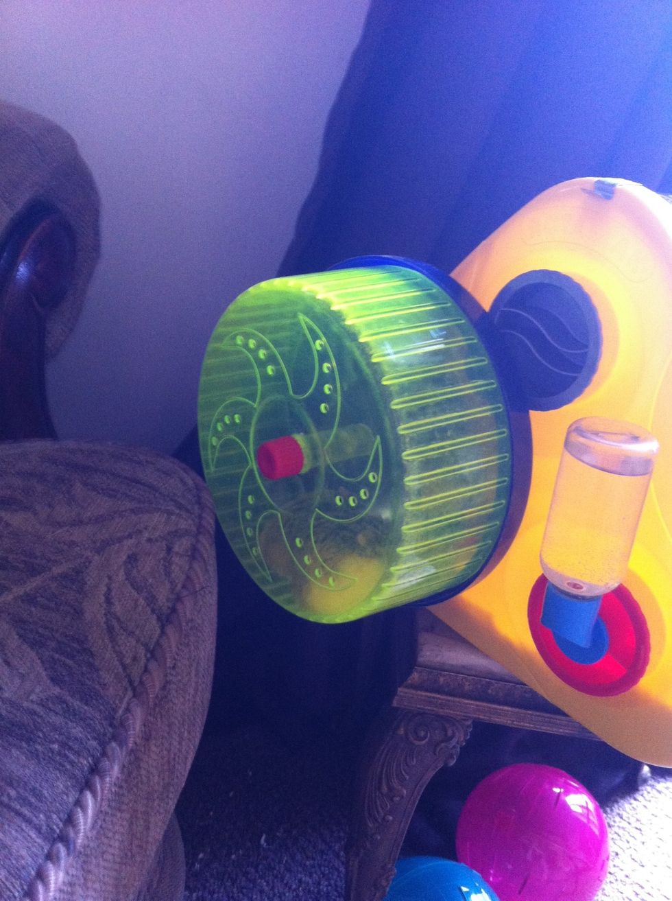 Inside the cage you will need a wheel, some tubes and lots of other toys. Robos love to play and run around! This also keeps them healthy. It's a given you'll also need a bed area, food & water.