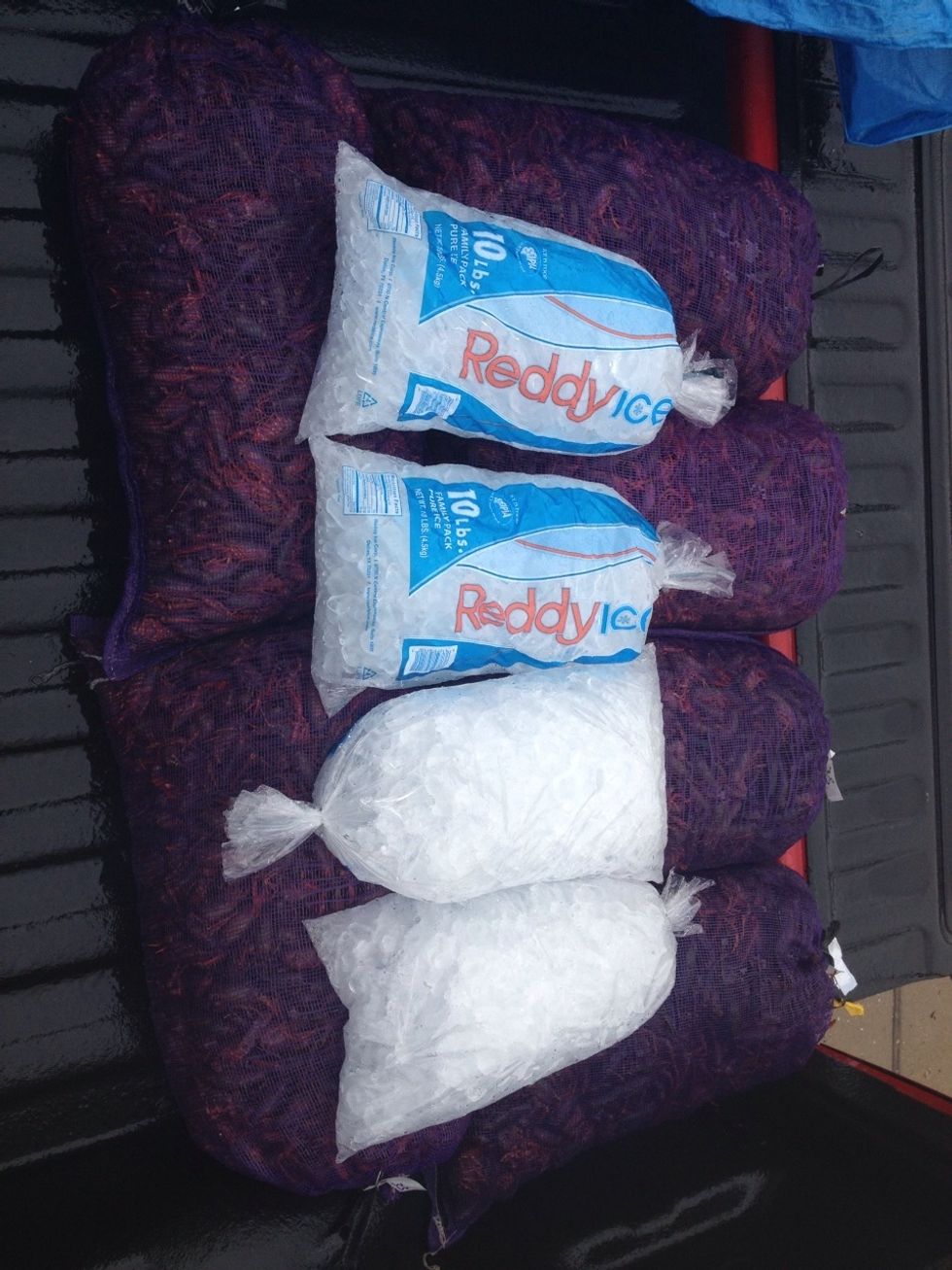 It is important to keep the crawfish fresh, so get a lot of ice until you are ready for the boil.