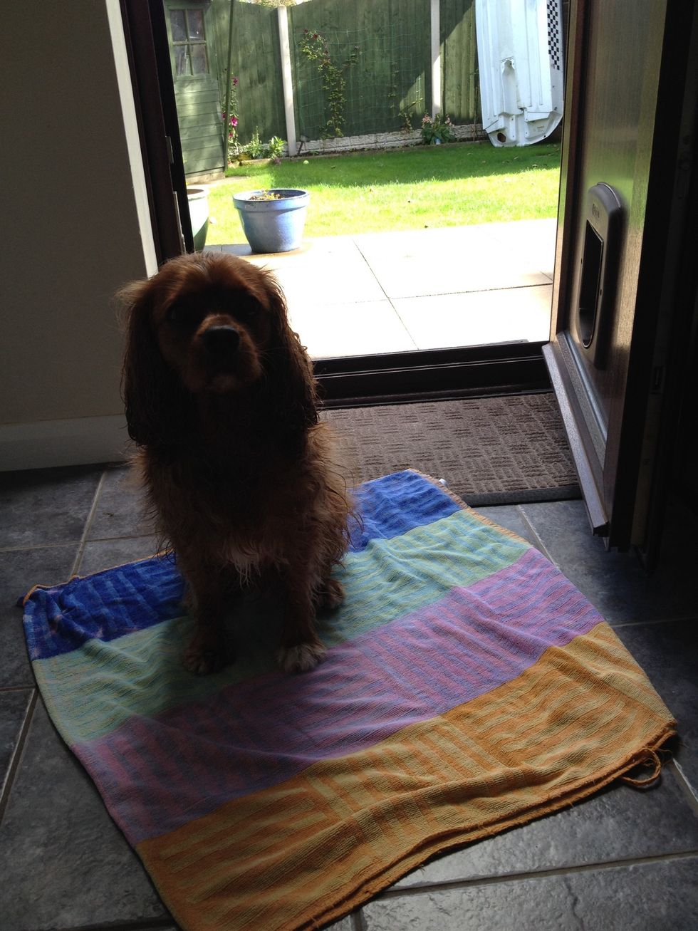 It may take a few tries until puppy starts to grasp the idea, be patient, it's very confusing at first! Keep moving closer and closer to the door, until it's right next to the open door.