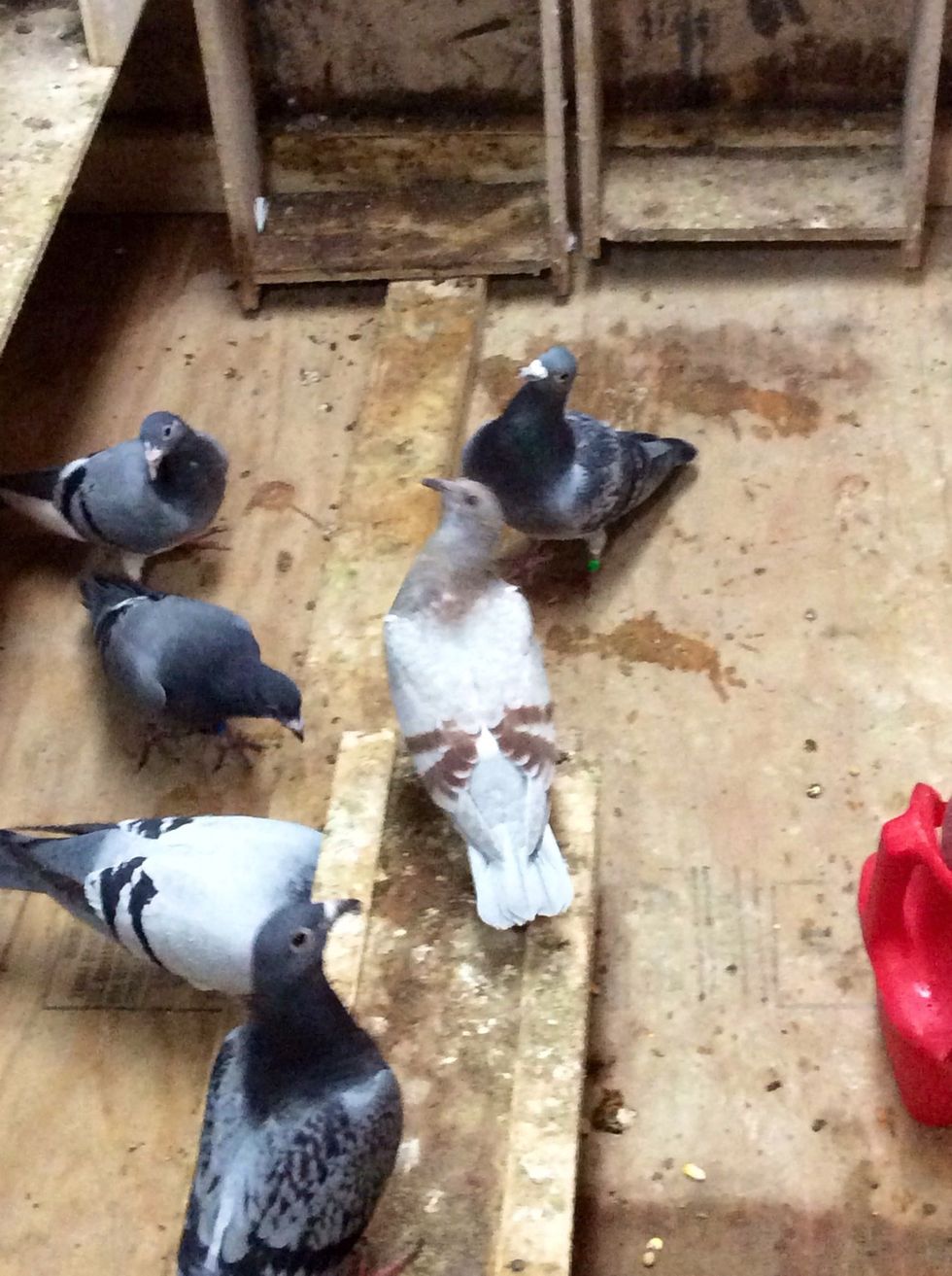 It really depends on how many pigeons you have. My amount can feed up to 20 pigeons.