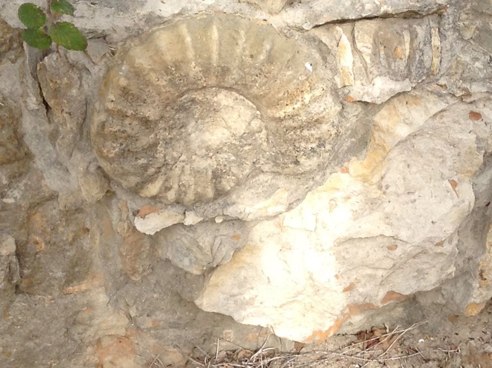 It's a fossle of a dinosaur(day2).