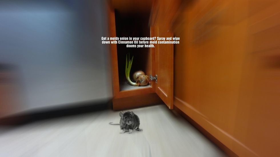 It's a good idea to mop you floors, baseboards and under counter edges with Cinnamon Oil so insect pathways are blocked.
