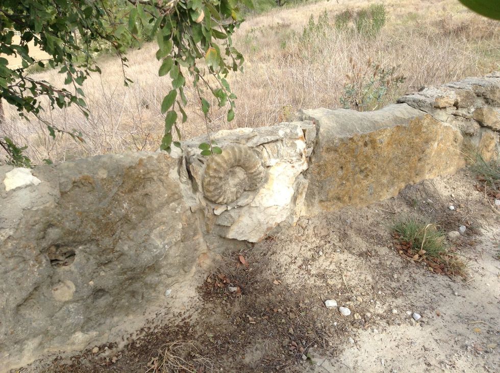 It's a Random Fossil from way back ( day2). We were all GOKcashing