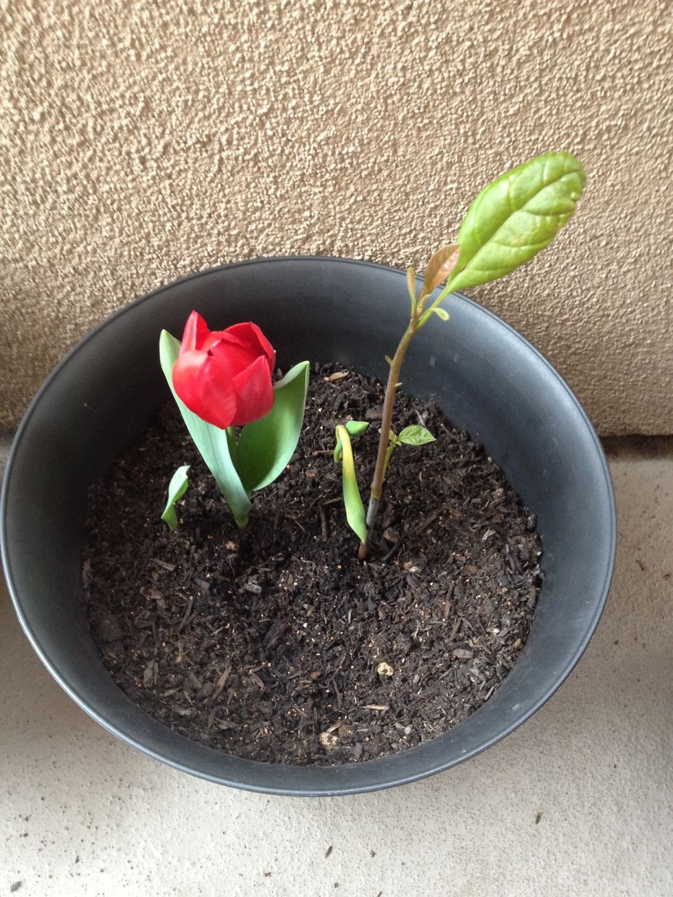 It's so much fun to get surprises :) I totally forgot about this avocado seed! Been delighted since it shown up. I put it in....long long ago! Along with tulip and something else coming up as well :)