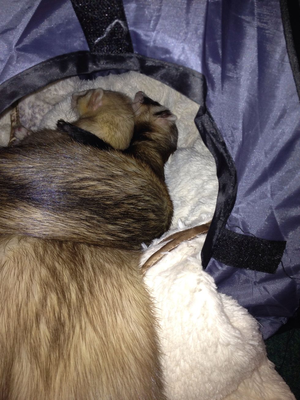 ...It's time for the nest of the sleepin!!