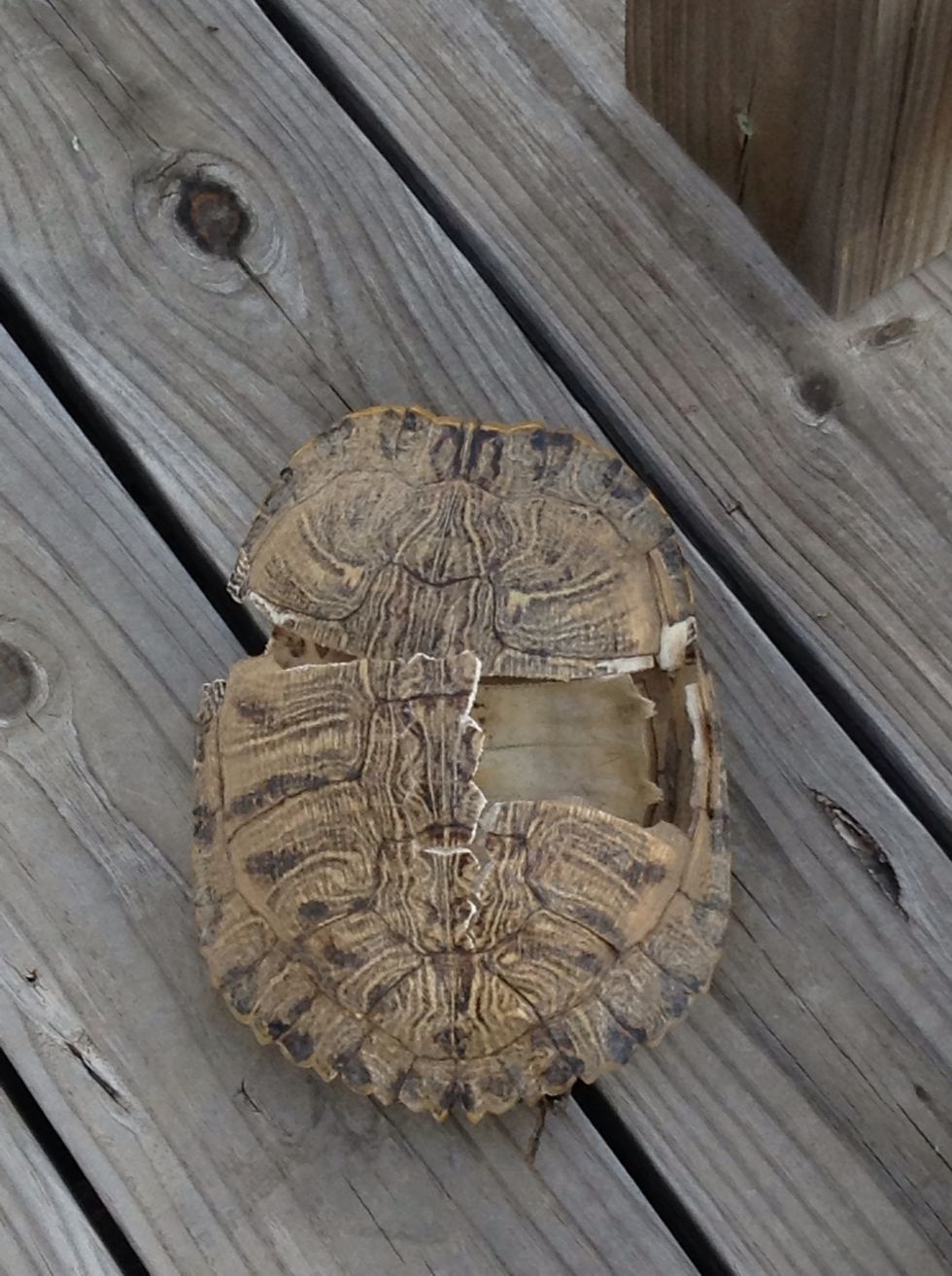 It seems like the turtle that lived in this shell left.