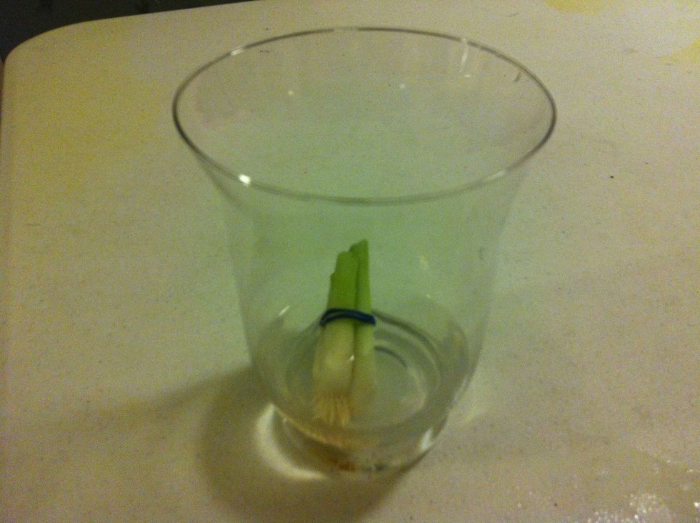 It should look like this, now put by a window where it can get some sun and watch it grow...