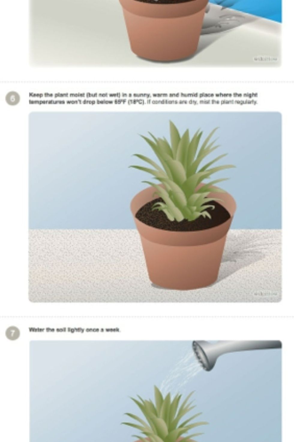 It should stay in mostly dry conditions (ex: don't leave the plant outside if you know it is going to rain) the plant will do it's best growing inside by a window