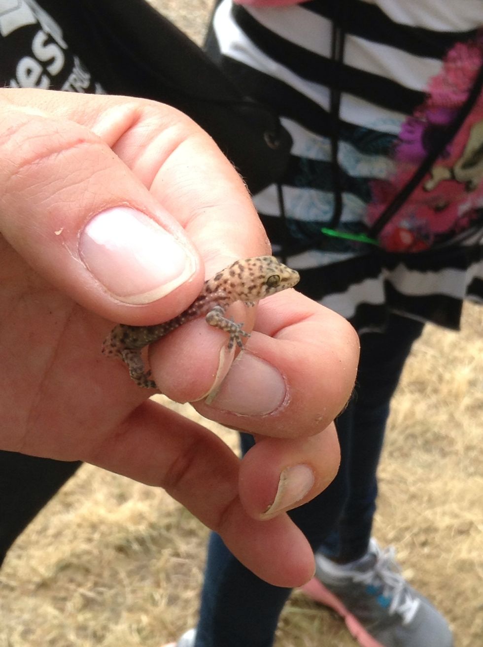 Jessica (Hunters mom) found this Gecko in a hole and caught it.