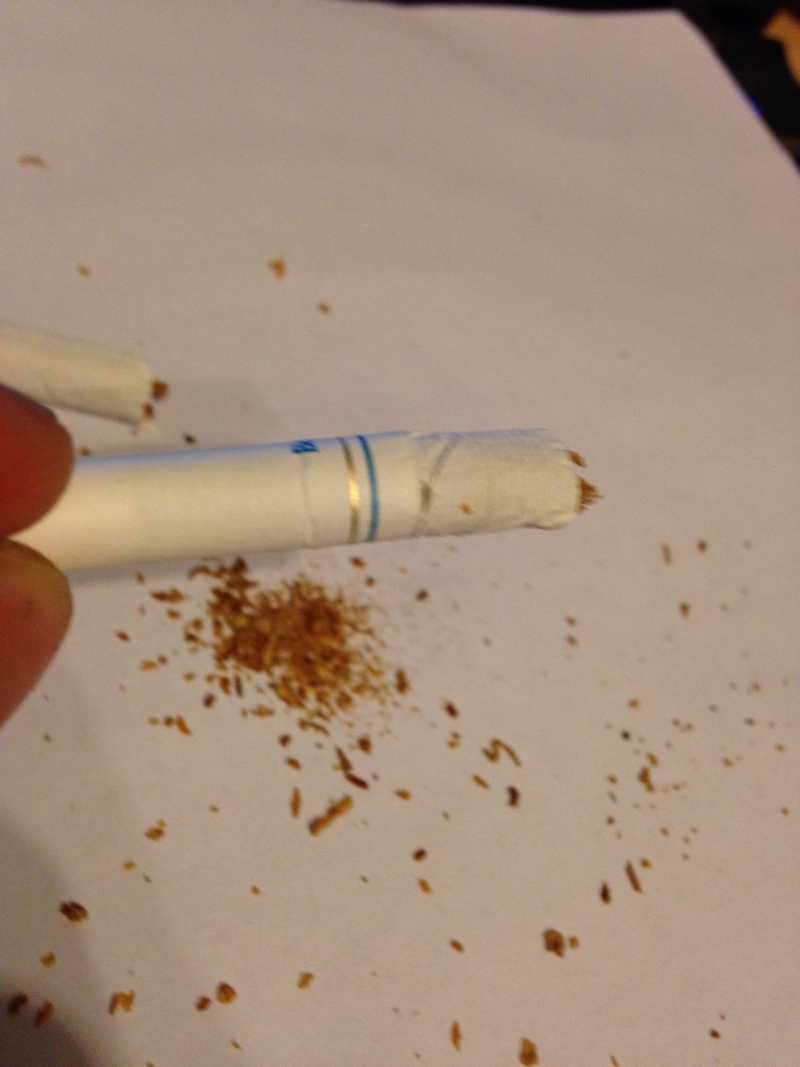 cigarette beetle in house Cigarette Beetle (Lasioderma serricorne)