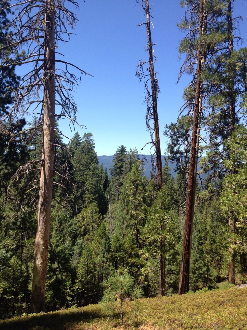 Keep hiking and enjoy the views as you climb higher over southern Yosemite. In the spring, look for wildflowers like rare snow plant and pine drops.