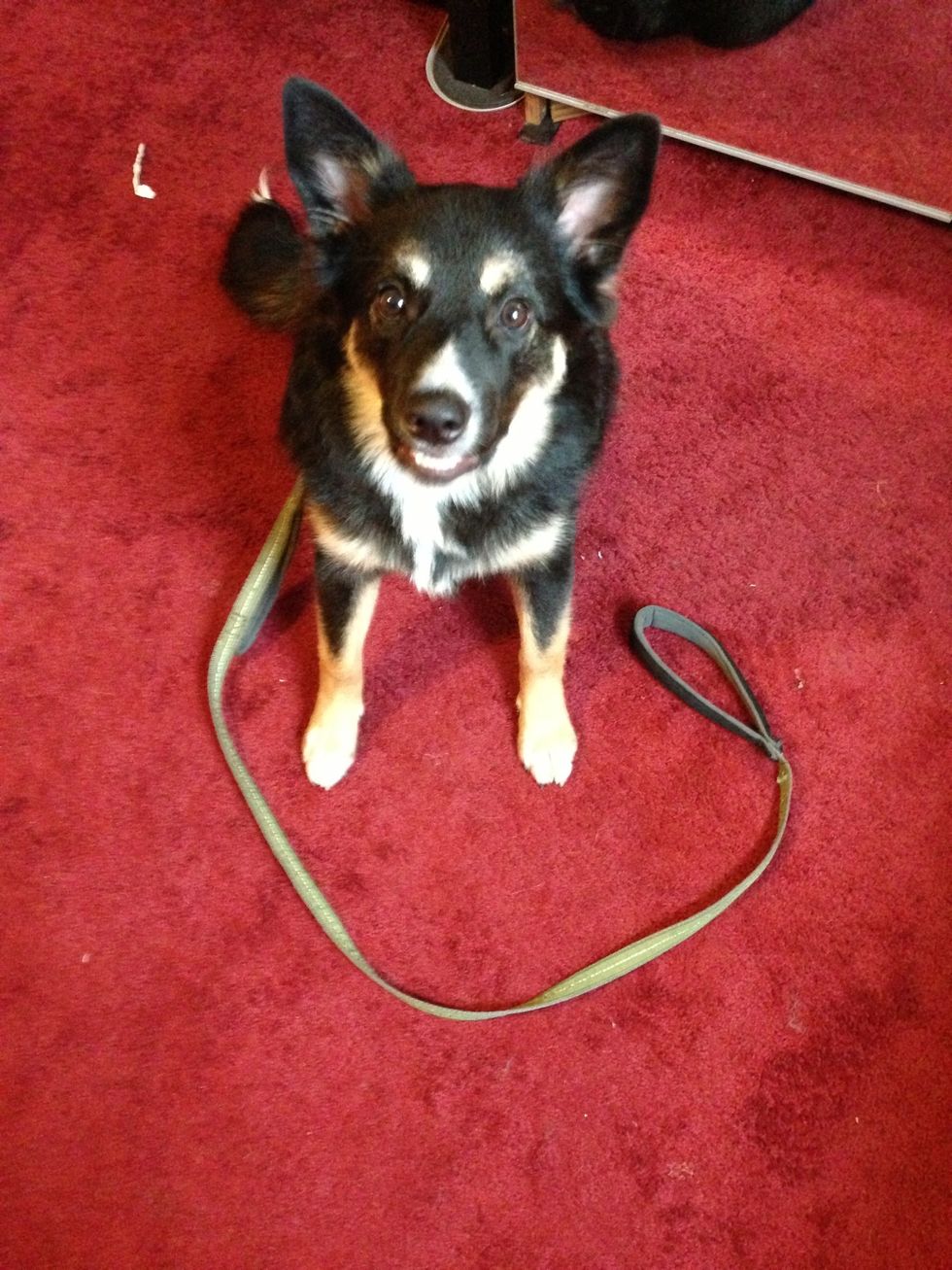'Keep his leash on inside the house and keep him by your side ALL the time', he said. Guess what? It worked! \ud83d\ude03 Puppies are like kids. They want and need our attention ALL THE TIME.