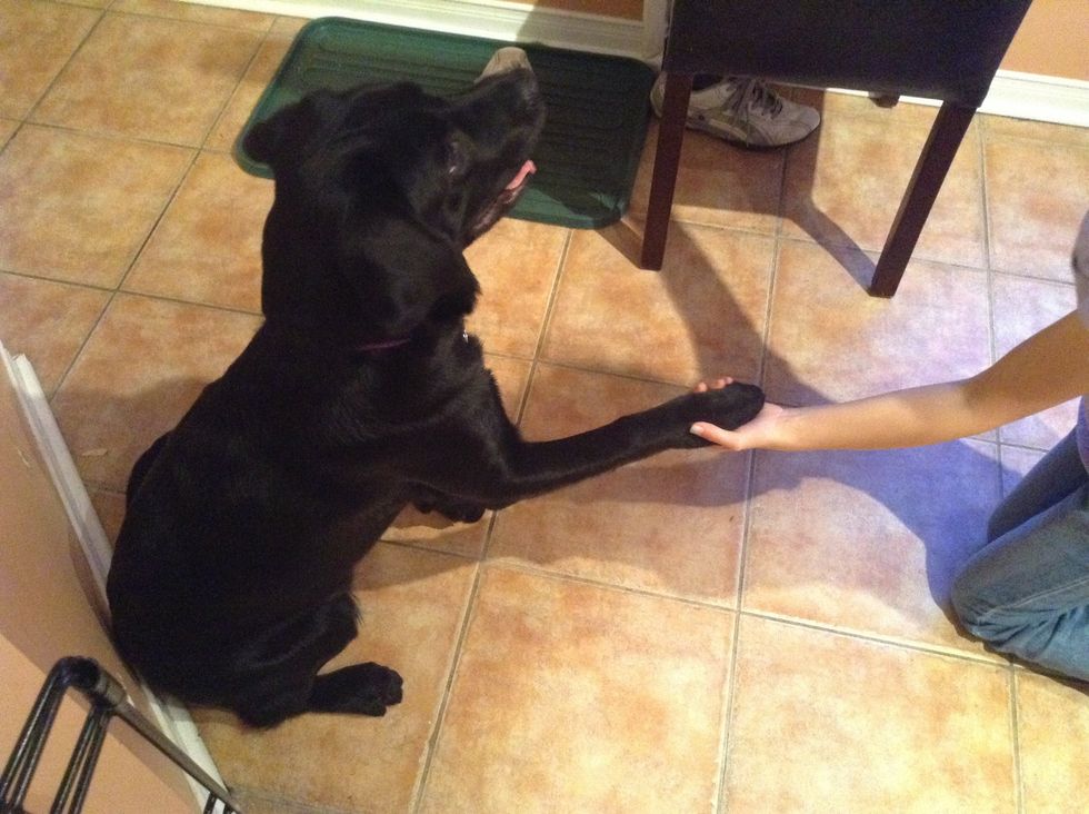 Keep on doing that until he/she gives you her or his paw