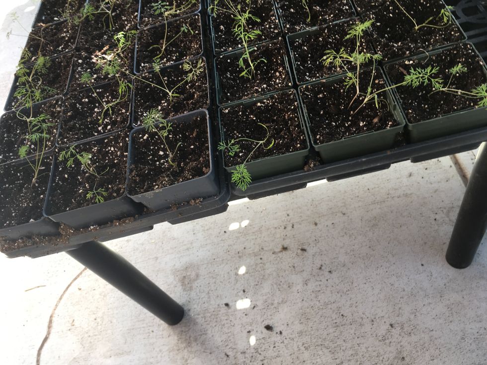 Keep plants out of direct sunlight for 24 hours