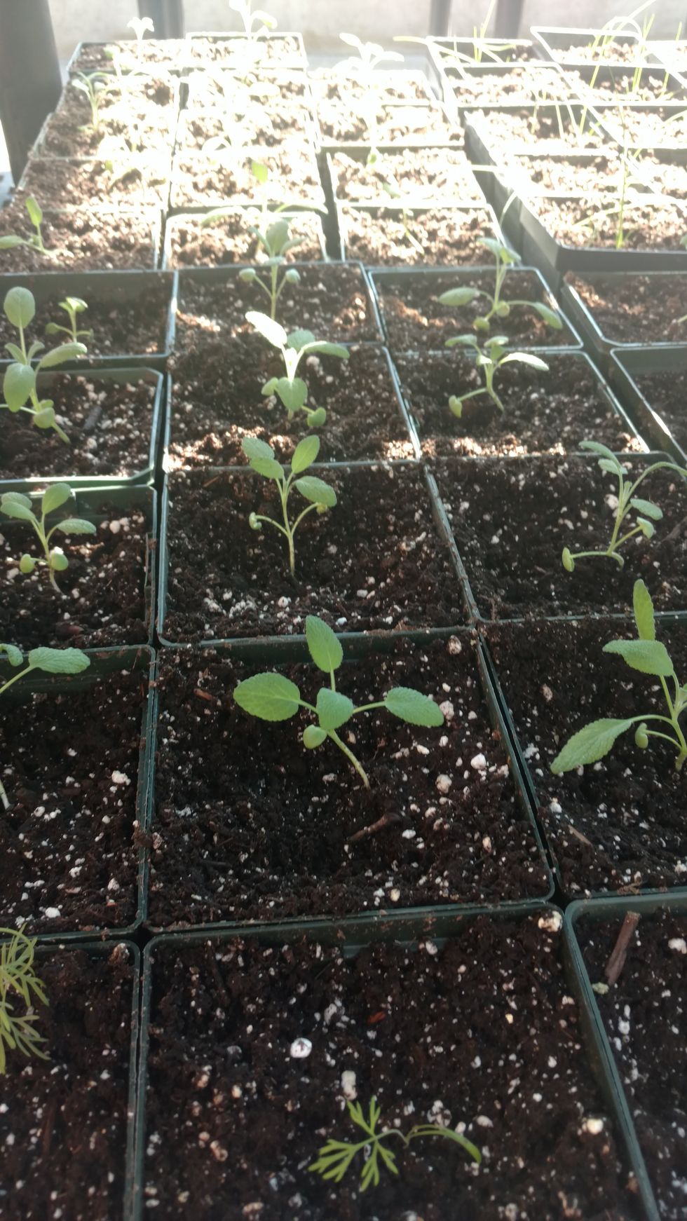 keep plants out of direct sunlight for 24 hrs